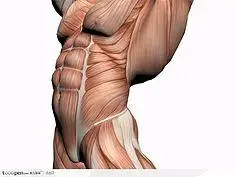 com 人体肌肉骨骼-肌肉男肌肉侧面 tooopen.com
