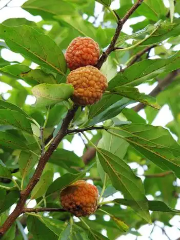 谁知道这是什么果?