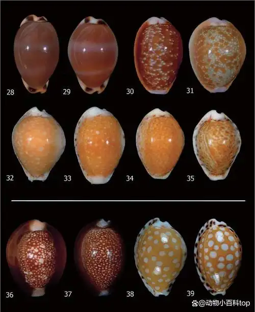世界十大最好看的贝壳排名你见过几种