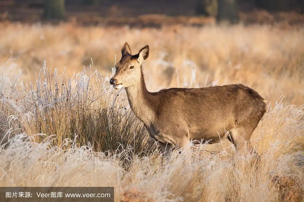 英国,马鹿,母鹿,草地,雌性动物