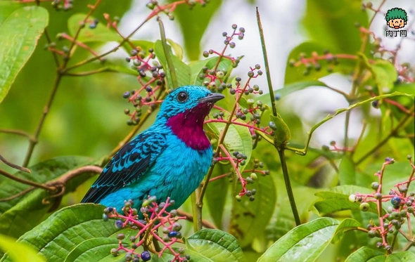 绝美动物摄影作品欣赏 世界上最美的20种鸟╭★肉丁网