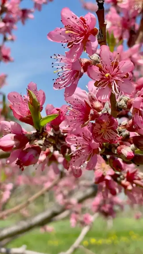 桃花旺旺,谁想转桃花运?来来,桃花旺爱情旺人缘,新的一年里好运连连.