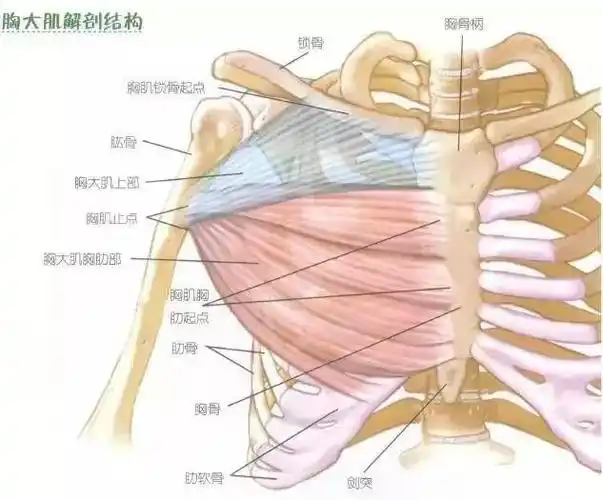 胸小肌位于胸大肌的深面,呈三角形.起自第3-5肋,止于肩胛骨喙突.
