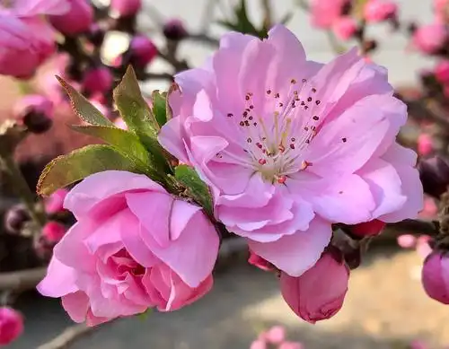 美丽的双瓣桃花