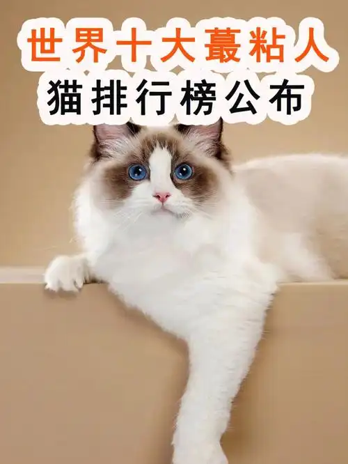 世界十大蕞粘人的猫04排行榜公布