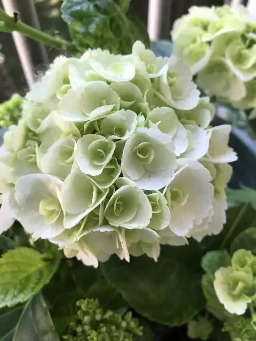 我的绣球第三集——妖精之眼