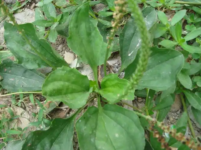 展开全部 车前草:清肝明目,利尿消肿. 向左转  向右转