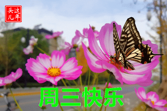 周三早上好问候祝福动态表情图片星期三早安加油