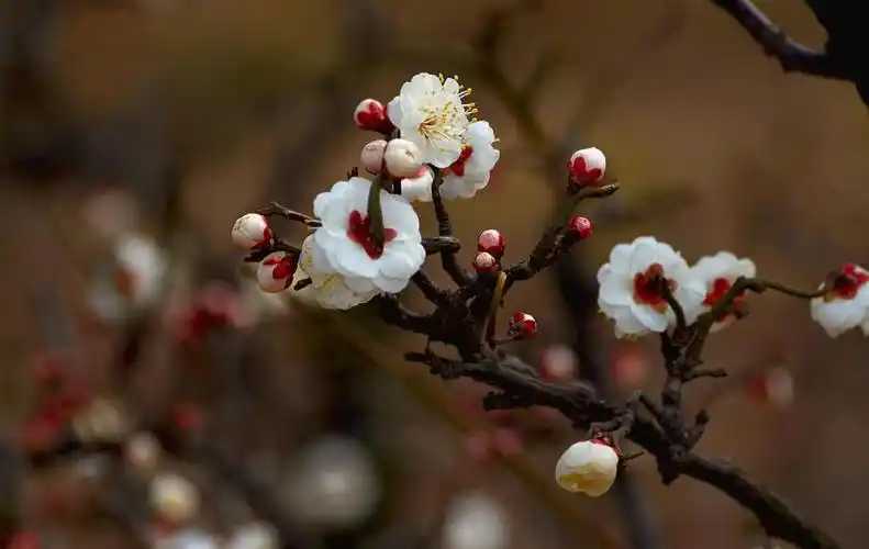 奇特的梅花品种原生龙游梅枝如游龙造型奇特花卉盆景室内盆栽5号龙游