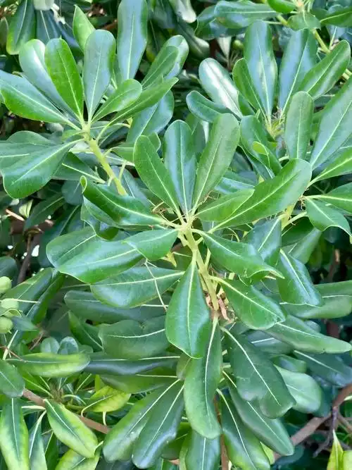 四季常青树方圆七里香请记得我海桐树