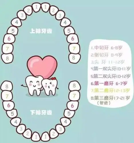 大班健康活动:《爱护牙齿》