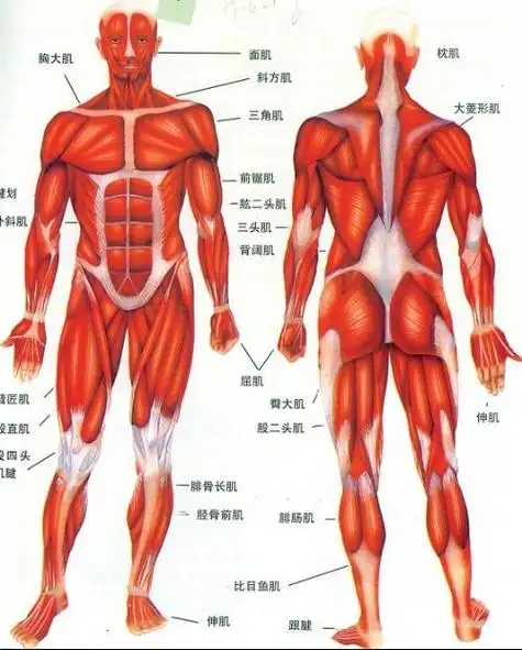 中医解剖三字歌讲解人体四肢肌肉