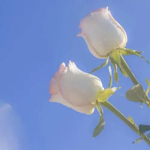 朋友圈背景图 | 抖音比较火的封面图