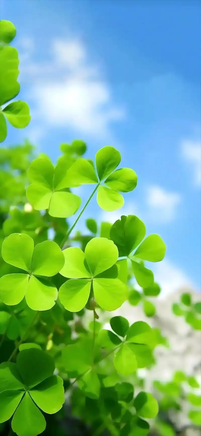 这些护眼绿色背景图作手机 - 抖音