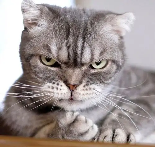 猫咪头像图片 铲屎官头像图片