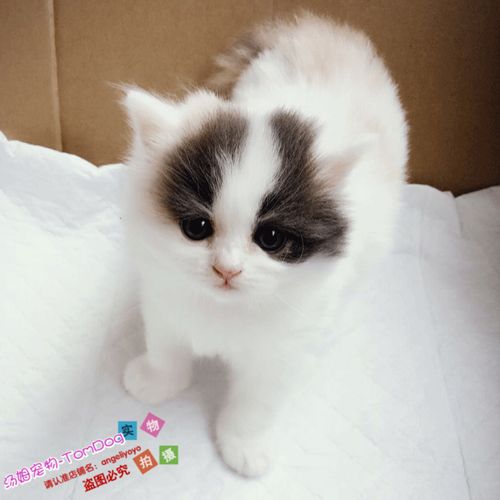 家养梵三花高地猫宠物猫纯种长毛猫宠物活体幼猫小猫咪可爱粘人e