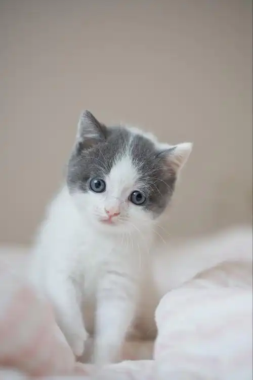 小奶猫英短写真记录