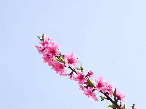 在桃花盛开的地方