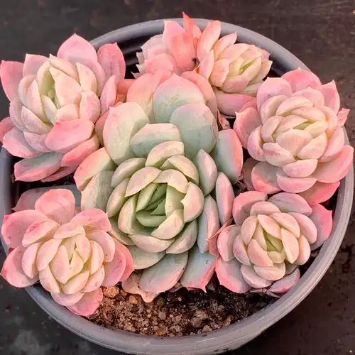 冰梅群生多肉植物老桩群生多头多肉组合满盆老桩群生一物一拍