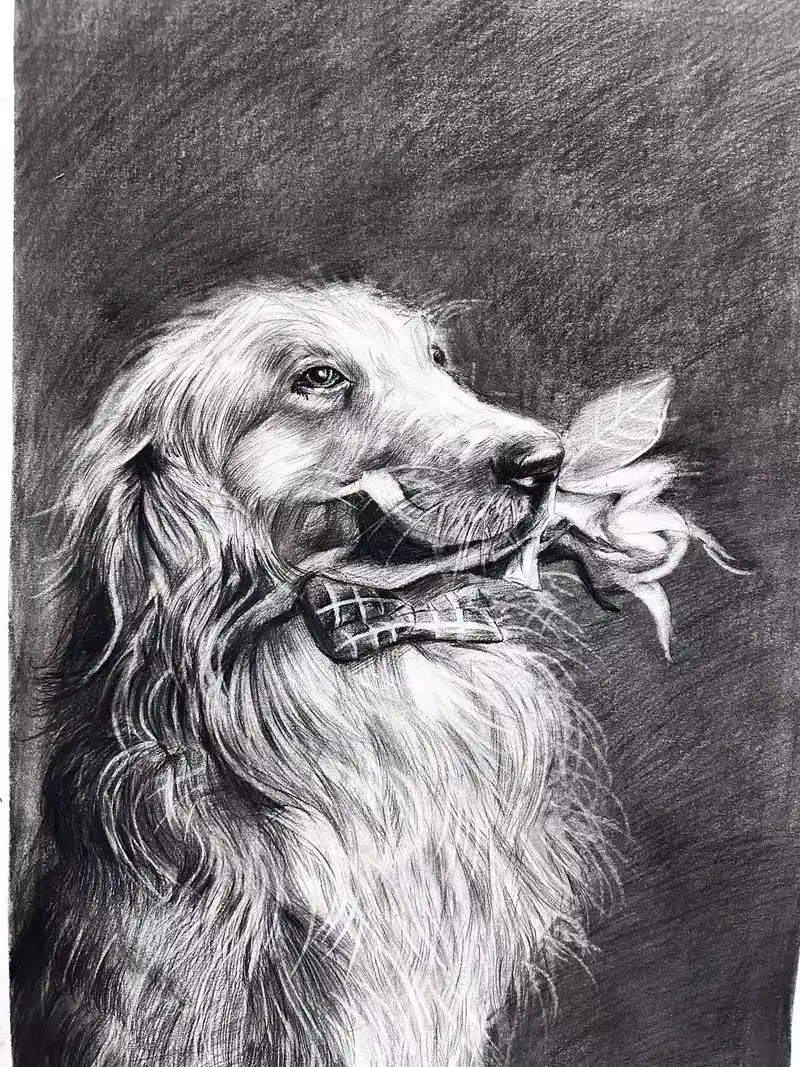 临摹素描动物合集#黑白系 98030496 - 抖音