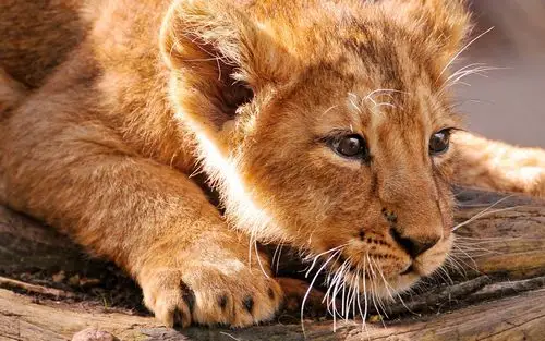 首页 动物与鸟 狮子