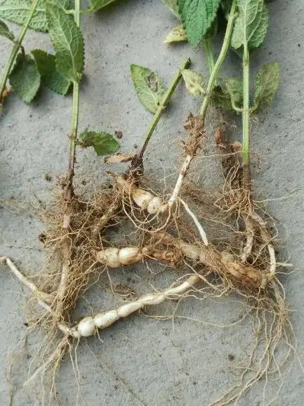 地蚕主治益肾润肺;补血消疳.