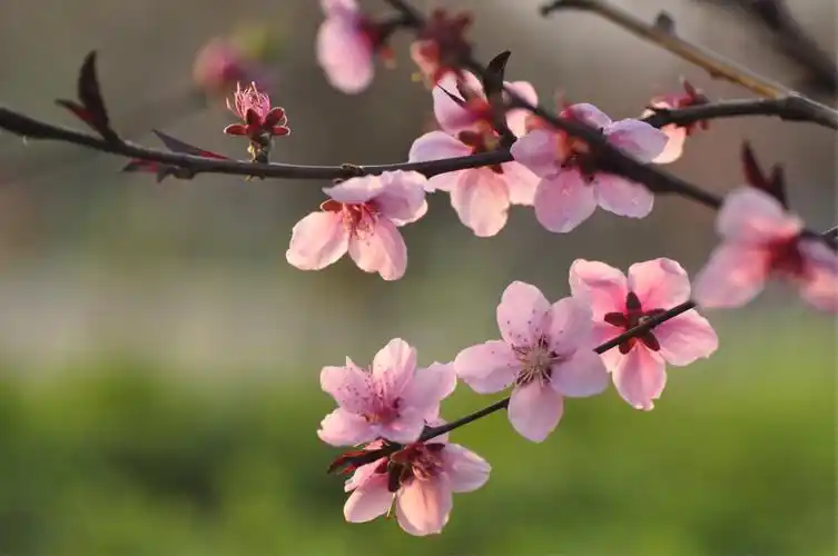 在那桃花盛开的地方,圩墩公园桃花节,2017年3月