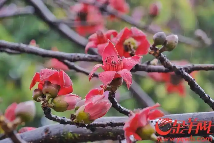 路边的木棉花能捡来吃吗?中医专家提醒→_新浪财经_新浪网