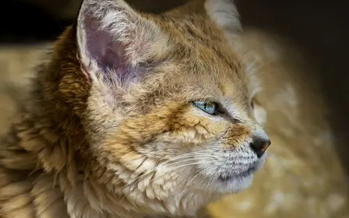 沙丘猫猫咪高清电脑壁纸