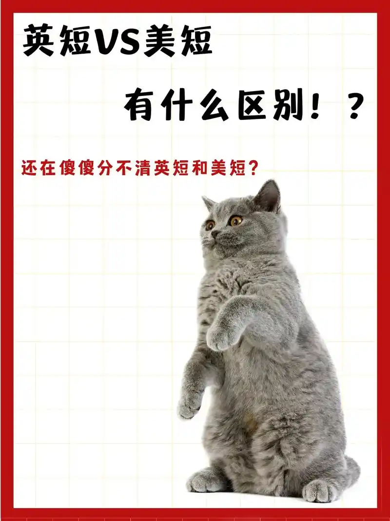 11566篇笔记 教你区分英短和美短.