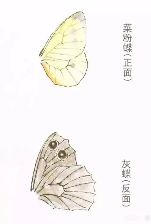几种蝴蝶的画法示范