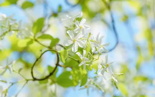 淡雅风车茉莉唯美高清桌面壁纸