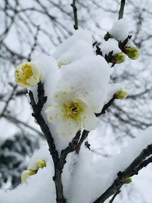 金陵梅花雪