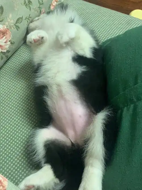 【边牧】幼犬没有打完疫苗也可以出去啊!