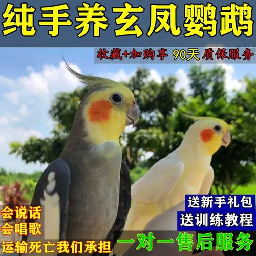 纯手养玄凤鹦鹉会说话虎皮鹦鹉会唱歌黄化幼鸟原始灰公母宠物活鸟