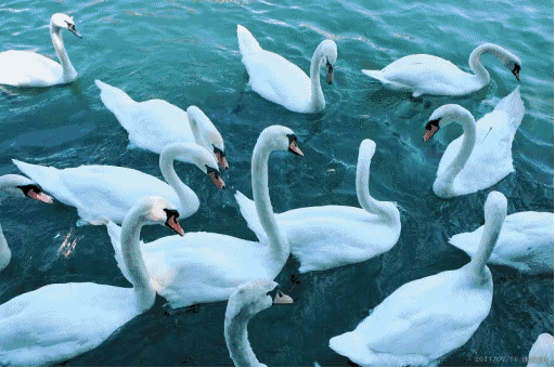 胶东过大年,约会天鹅湖 ——春节自驾胶东民俗体验三日游