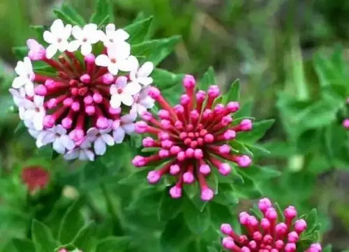 狼毒软膏治脚气十年脚气一喷就好这只天然草本精华专治脚臭脚痒