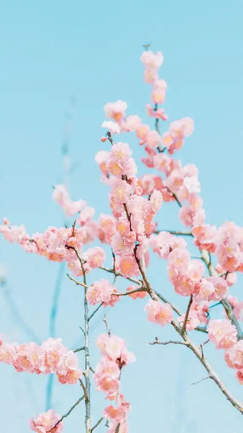小清新桃花唯美高清手机壁纸图片