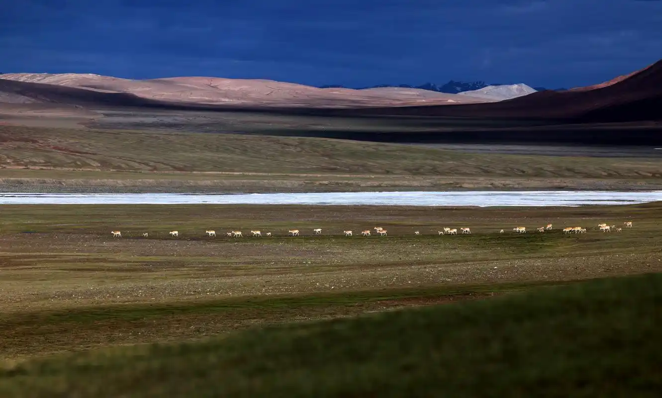 新疆阿尔金山国家级自然保护区藏羚羊进入产羔高峰