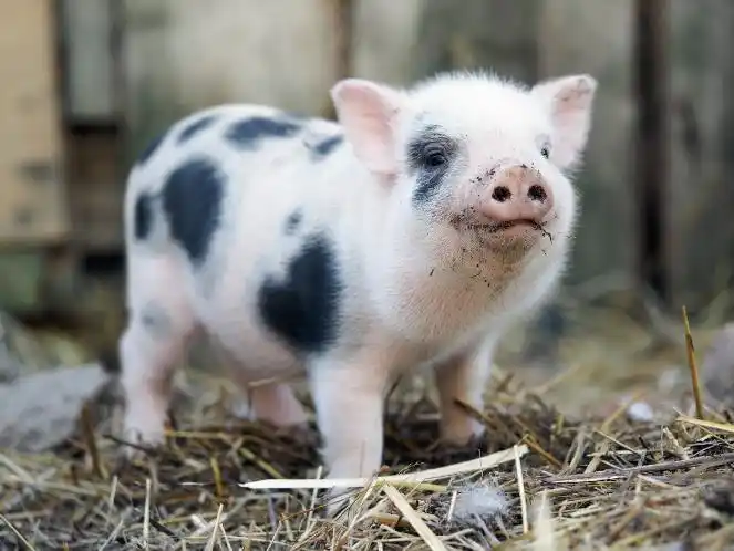 2021猪友圈事件大盘点未来猪企们能否咸鱼翻身