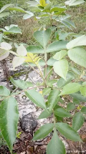 在山中拍的各种各样野生药物图片把他分享给大家