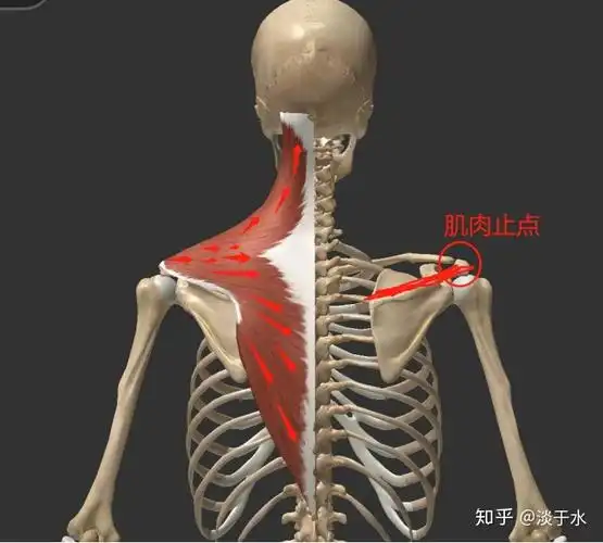 上,中,下(图中已经标出肌肉的走向)我们可以看出来斜方肌的起点位置在