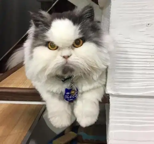 不怒自威的猫咪表情奶凶奶凶的一般猫咪可不具备的