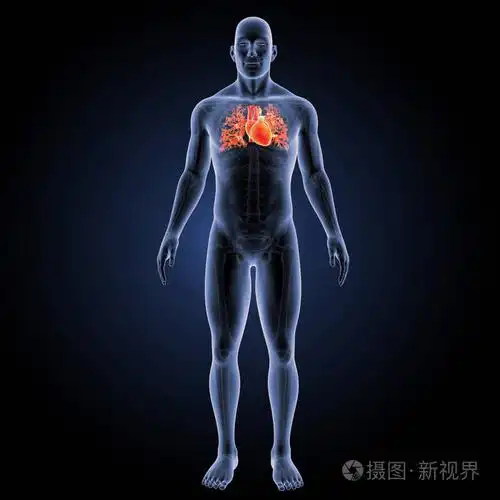 人类的心脏前视图照片-正版商用图片0xl27b-摄图新视界