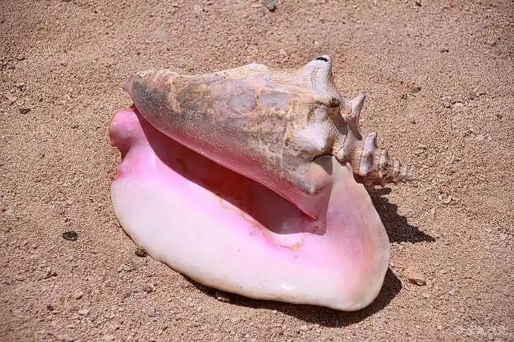 大_海螺壳_沙滩_高清图片_全景视觉