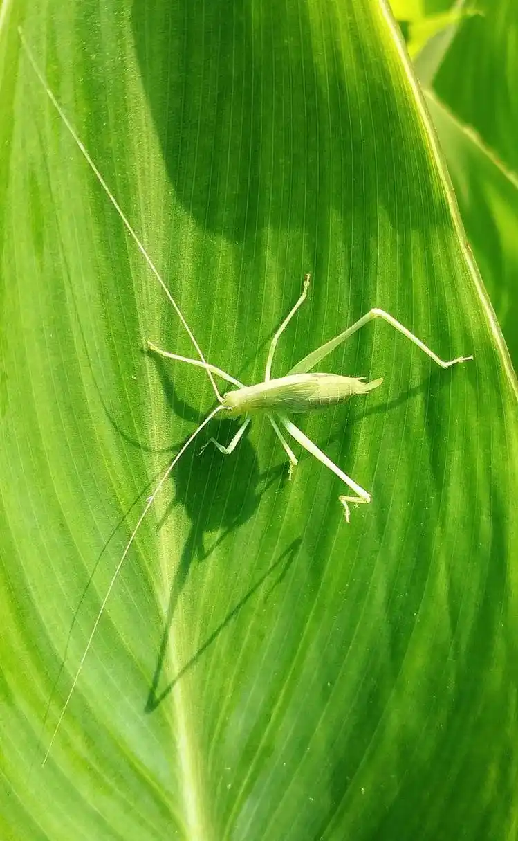 一只绿色小蝈蝈,触须好长,看着蛮舒服. #动物趣图