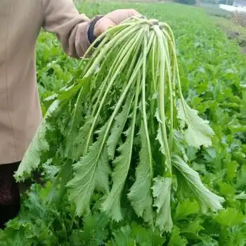 雪里蕻雪菜新鲜雪里红菜可腌制下饭菜春不老农家新鲜时令蔬菜 5斤