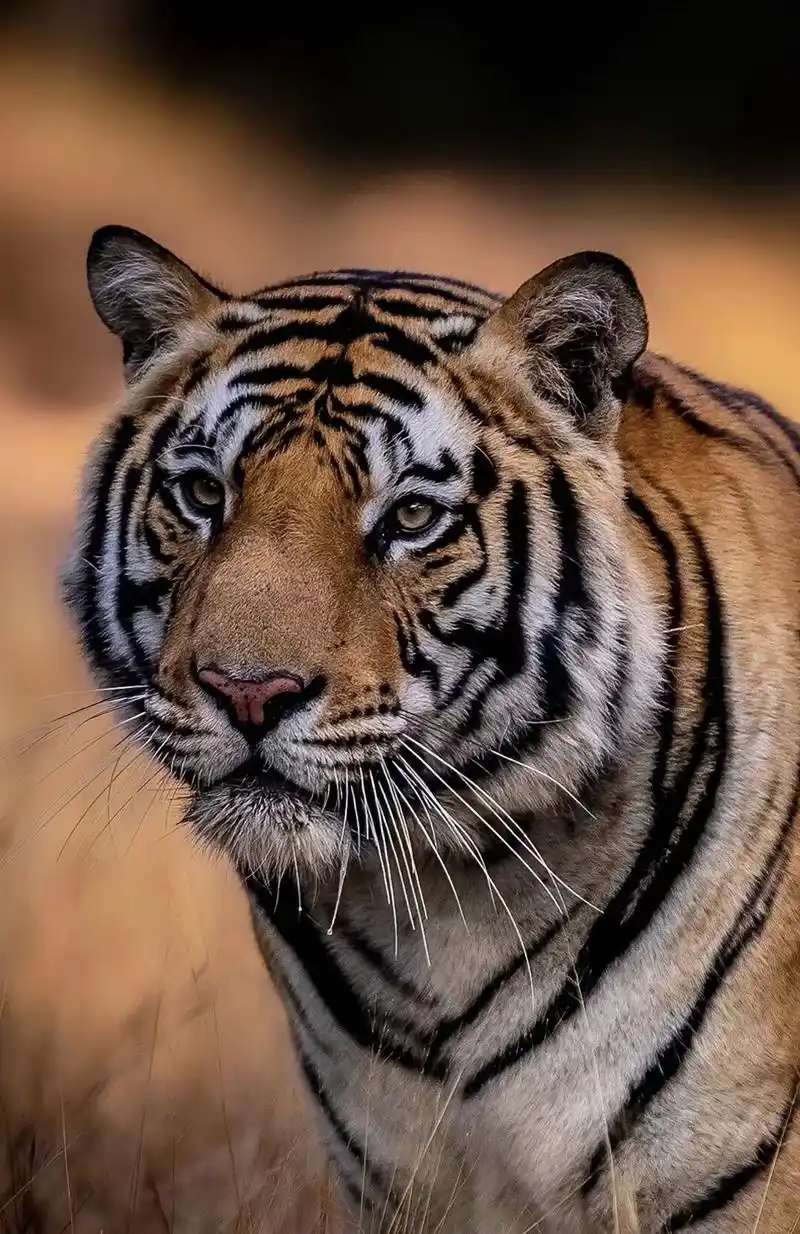 分享一组大自然的王者,凶猛霸气的老虎图集