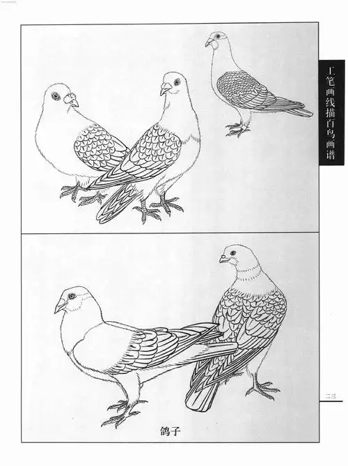 工笔画线描百鸟画谱 飞禽篇