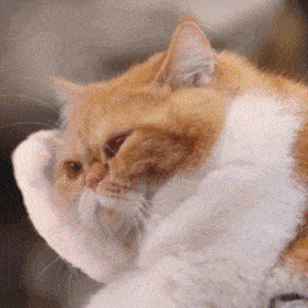 281_281gif 动态图 动图